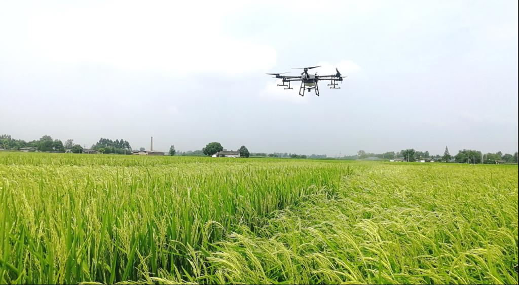 杂交水稻全程机械化制种技术取得初步成功