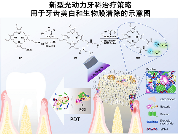 天津大学科研团队研发牙齿高效美白除菌新技术