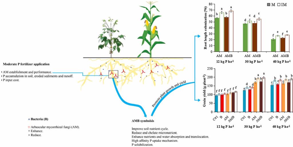 环境学院团队在农田生态系统磷素高效利用上取得新进展