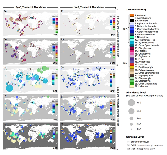 中国海洋大学中英联合研究中心在海洋氮循环关键基因研究方面取得新进展