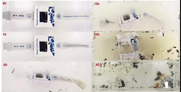 光明日报：厉害了，可溶解智能手表！