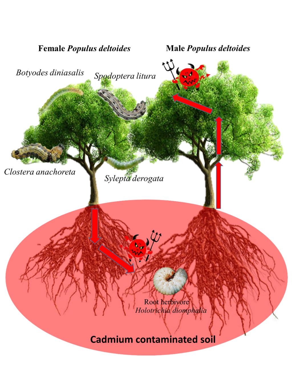 林学院在“元素防御假说”的创新性研究中取得新进展