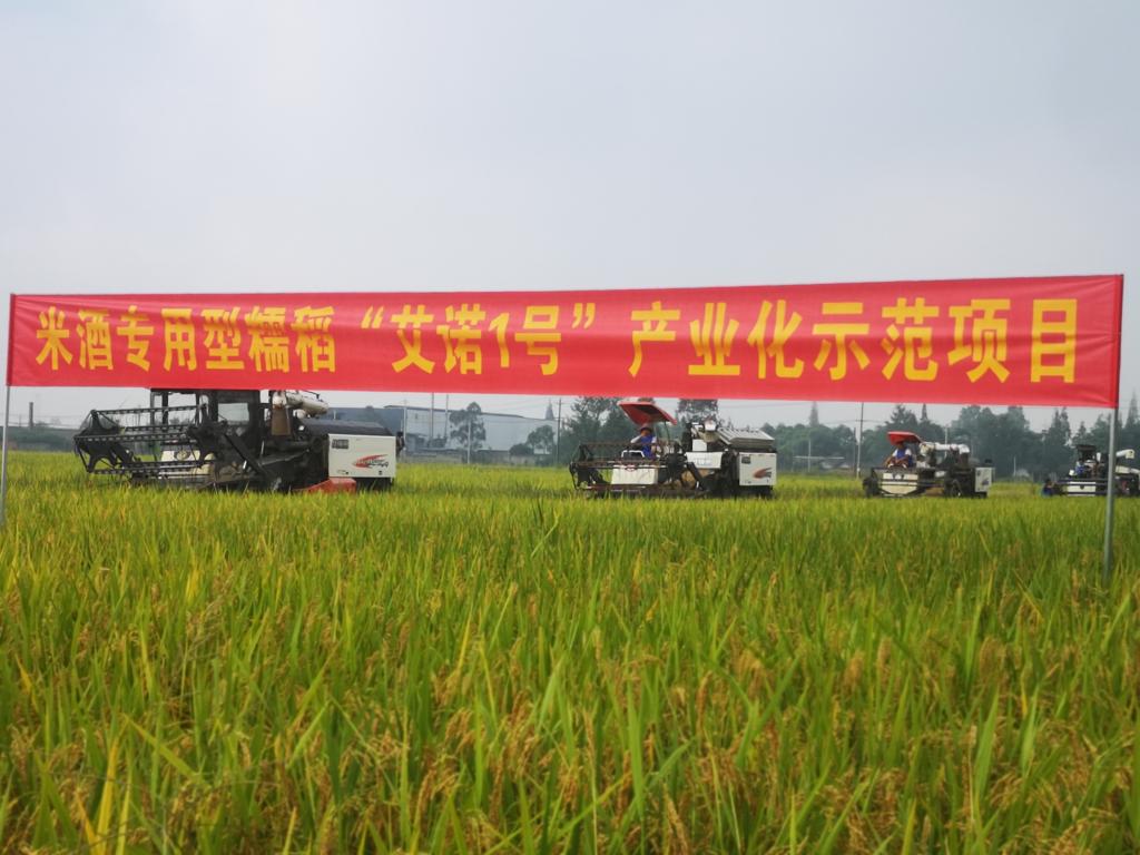 我校米酒专用型糯稻正式投产新酿