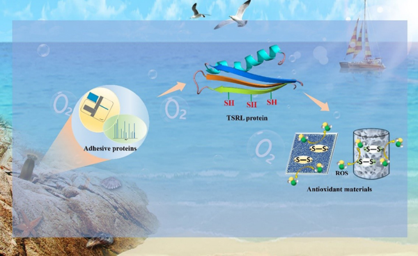 中国海洋大学在新型仿生材料研究领域取得新进展