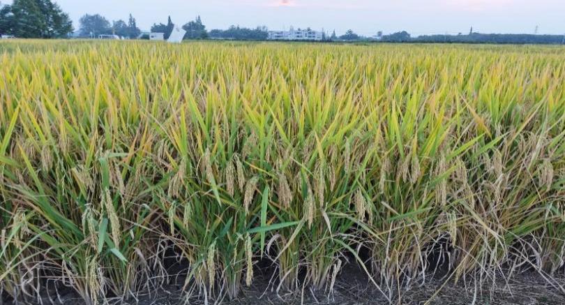 我校绿色优质功能水稻喜获丰收