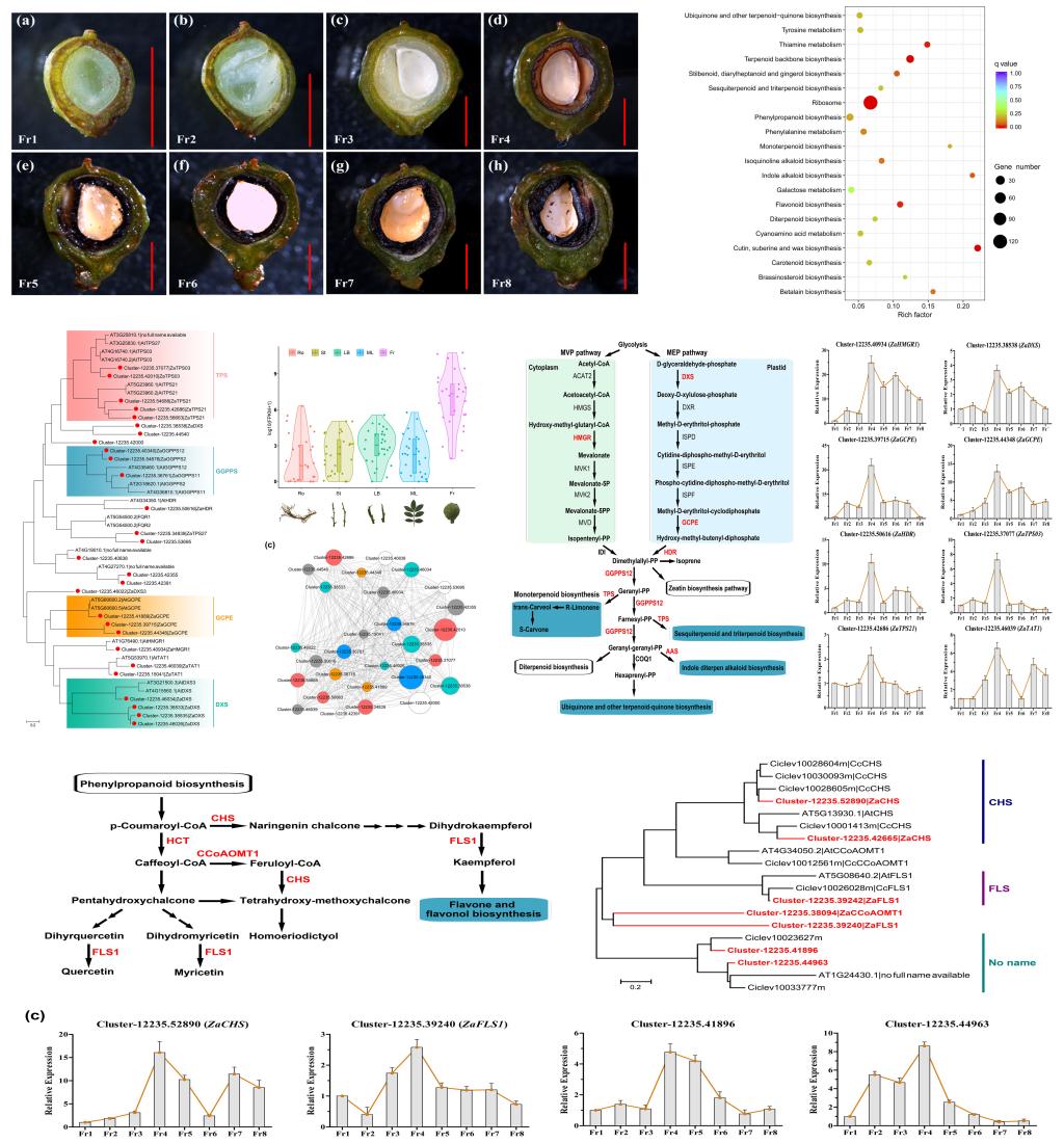 林学院经济林团队解析青花椒多种麻味物质累积的关键调控基因