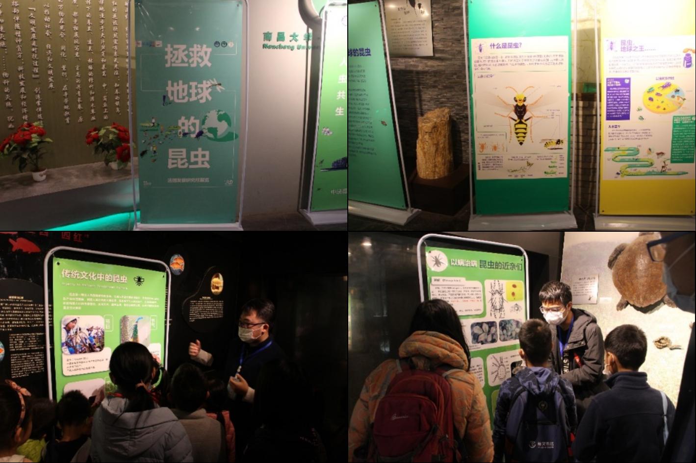 中法昆虫展亮相南大，带你走进虫虫世界