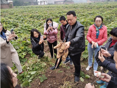 贺忠群教授团队选育的根用佛手瓜新品种通过田间鉴定