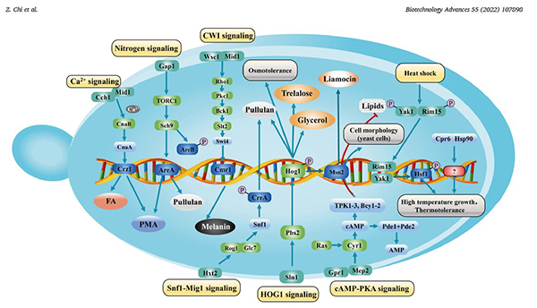 中国海洋大学在类酵母真菌代谢调控研究领域取得新进展