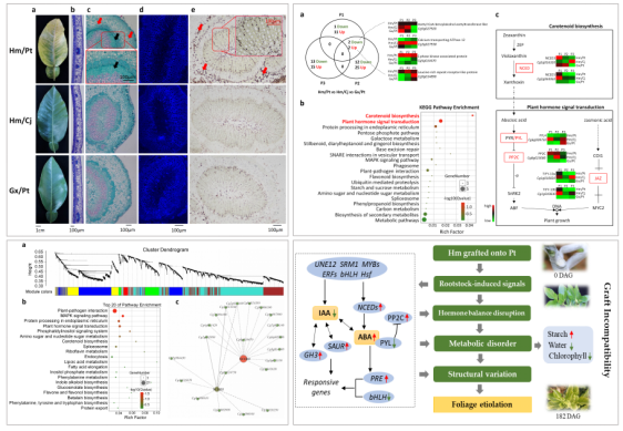 园艺学院在柑橘砧穗互作研究中取得新进展