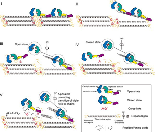 中国海洋大学在弧菌胶原蛋白酶机制研究领域取得新进展