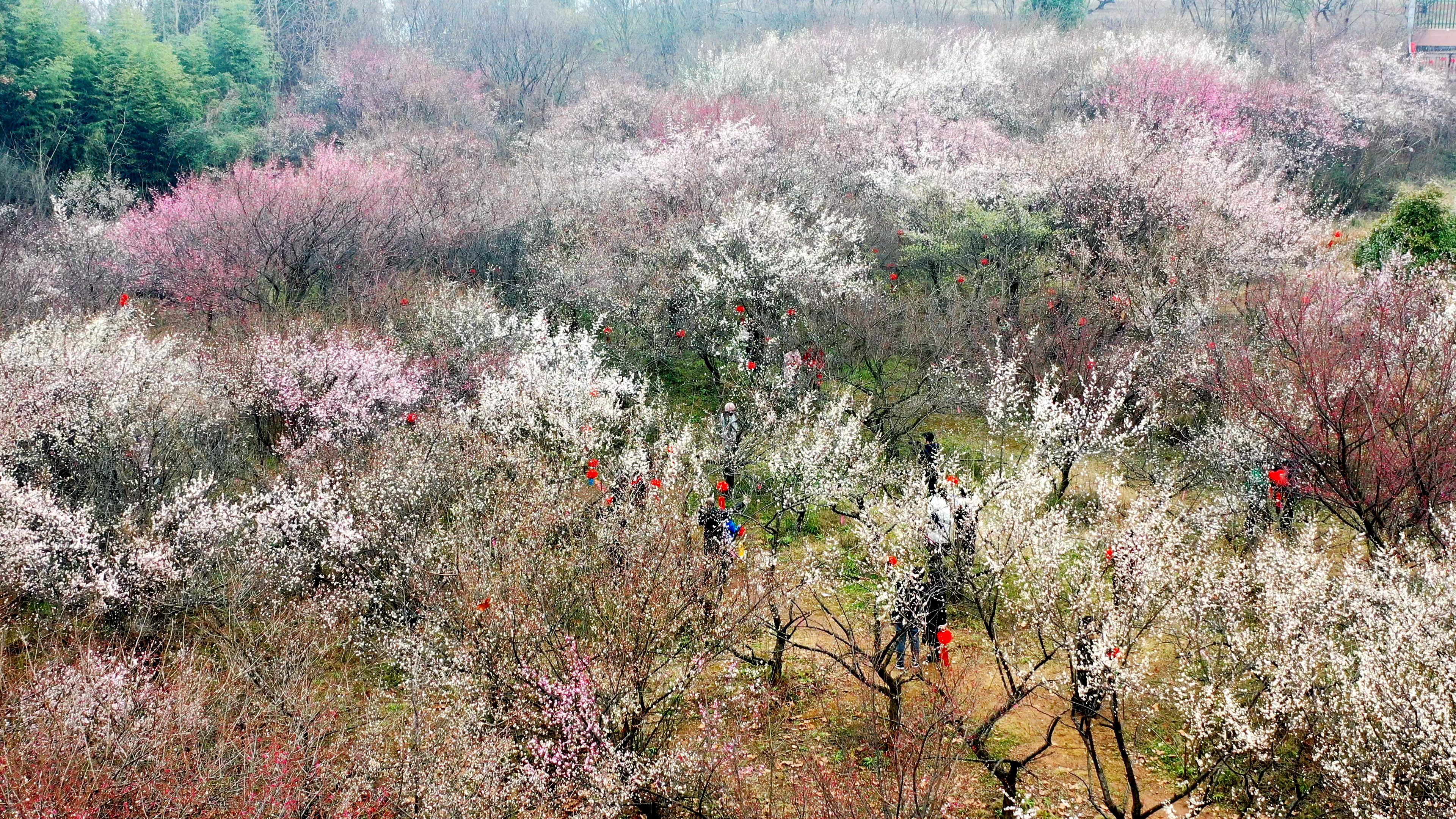 大年初一：福虎贺岁狮山春