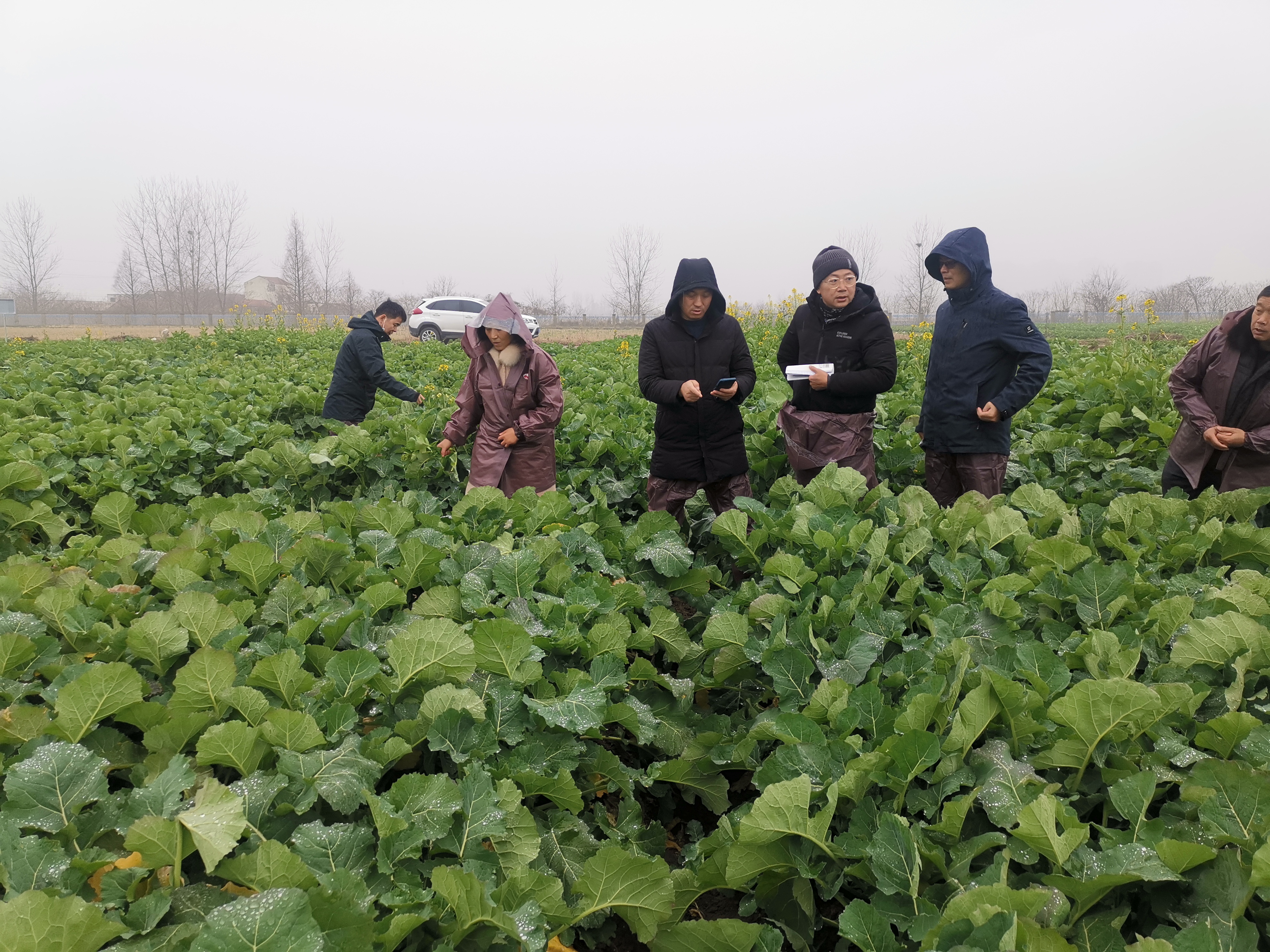 【荆楚行】油菜团队赴建始宜昌荆州调研油菜产业