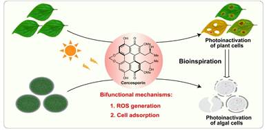 饶义剑教授团队在WaterResearch发表仿生光抑制太湖危害蓝藻生长的最新研究成果