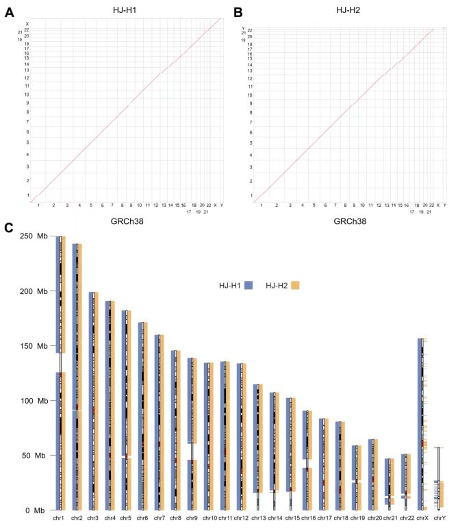 西安交大科研人员完成高精度组装中国汉族基因组