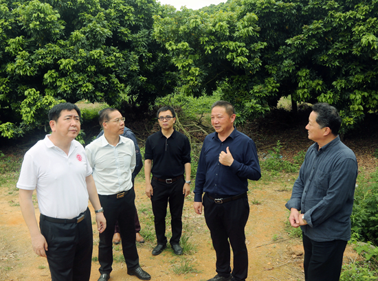 茂名实验室与曹江镇共同打造荔枝龙眼产业示范基地