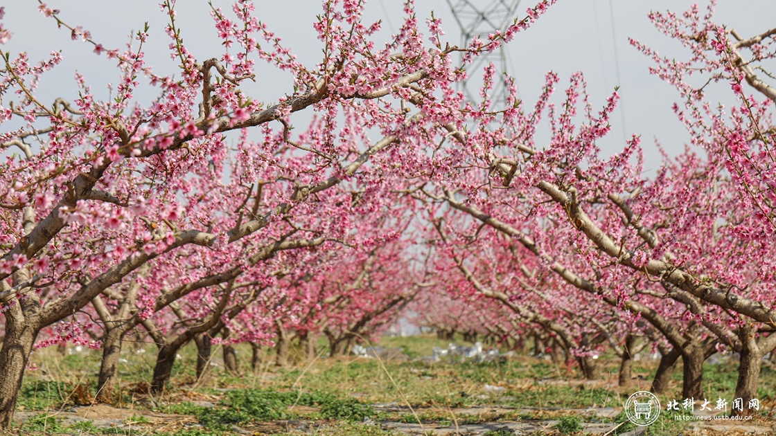 甘肃省秦安县2022年“云上桃花会”开园