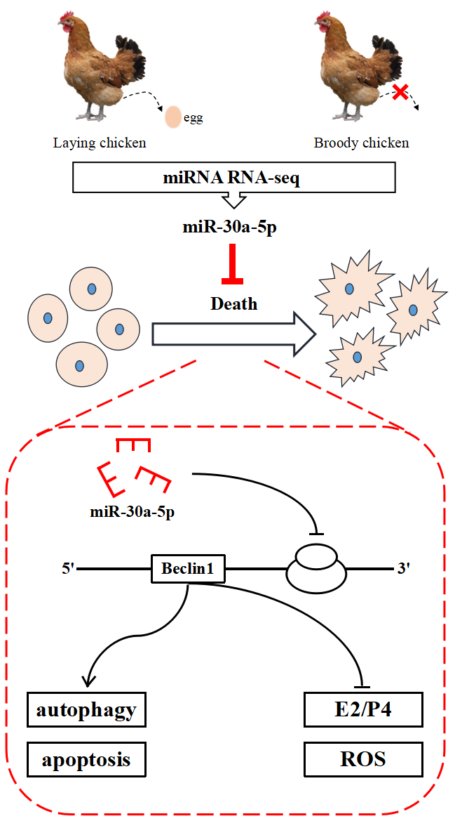 动科院尹华东教授团队在调控鸡卵泡闭锁的分子机制上取得新进展