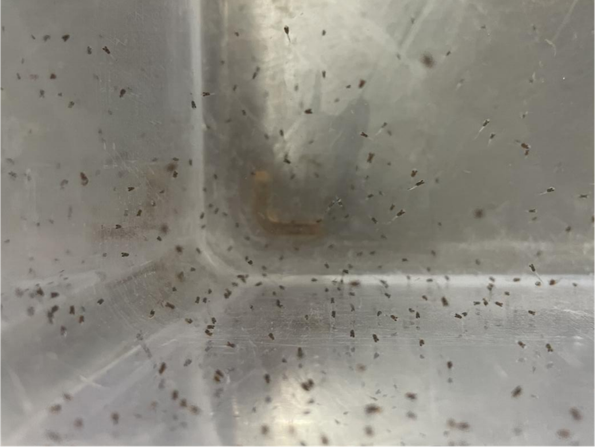 人工开口饵料鳜鱼二月寒春早繁取得成功