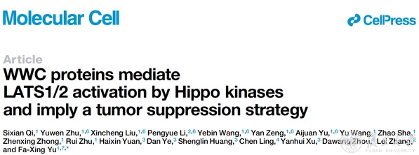 生物医学研究院余发星课题组在《分子细胞》揭示Hippo信号通路核心调控机制及肿瘤靶向治疗新策略