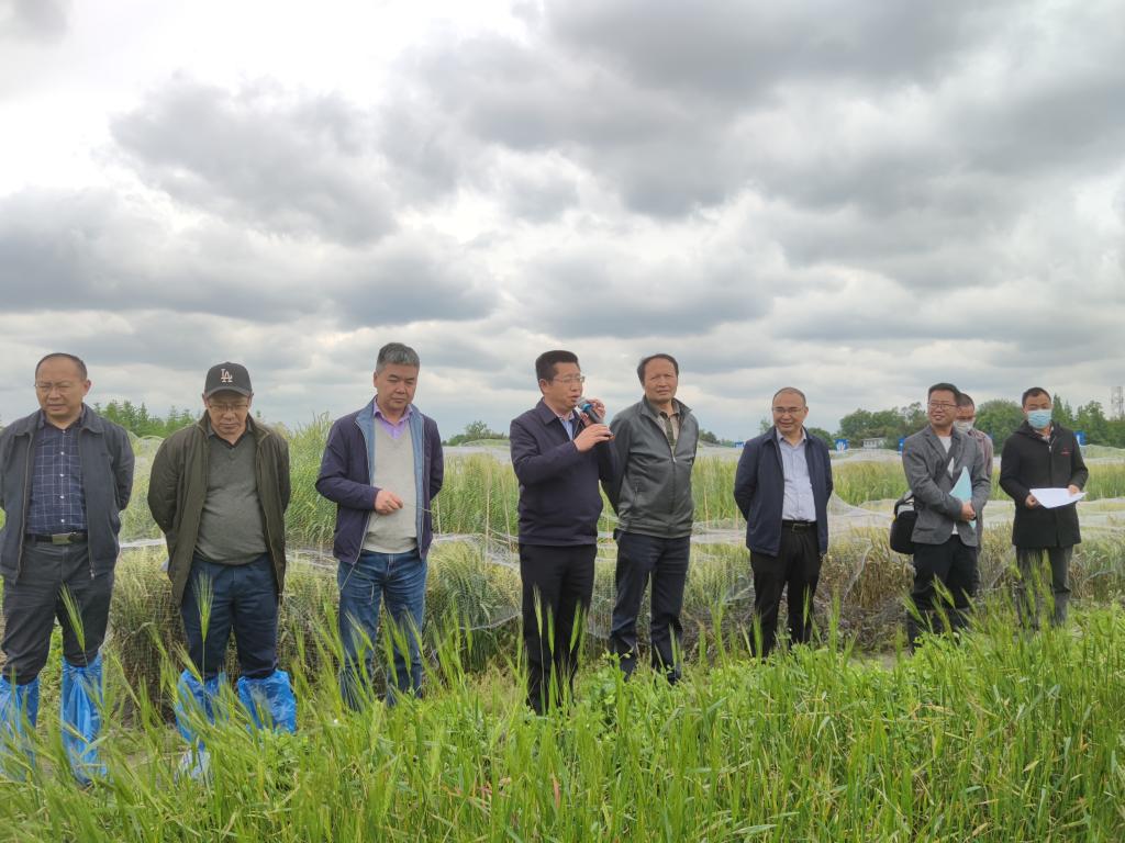 四川省“十四五”麦类育种攻关“新技术新材料展示与共享”现场会议