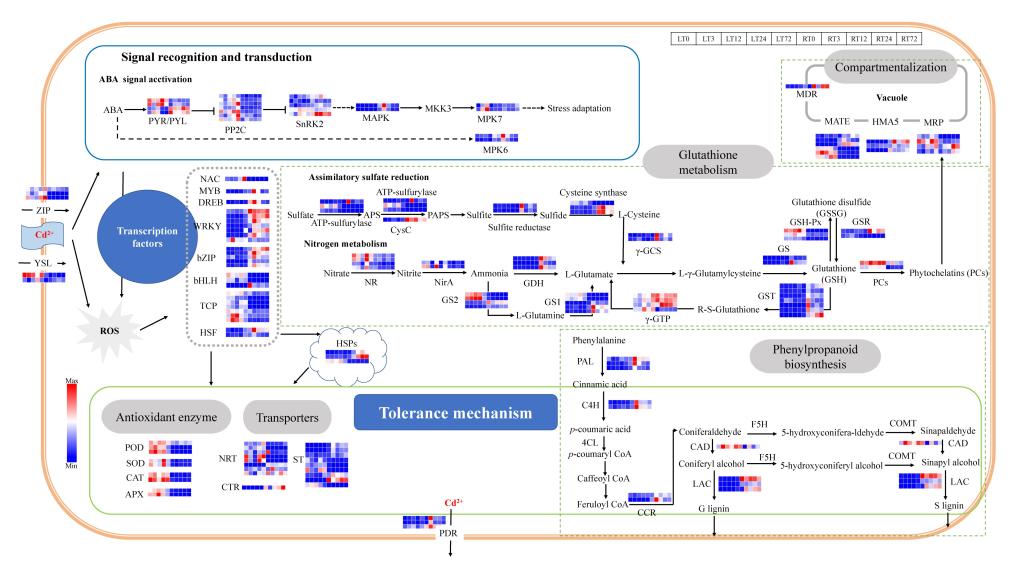 草学团队在重要牧草耐重金属胁迫机制研究中取得新进展