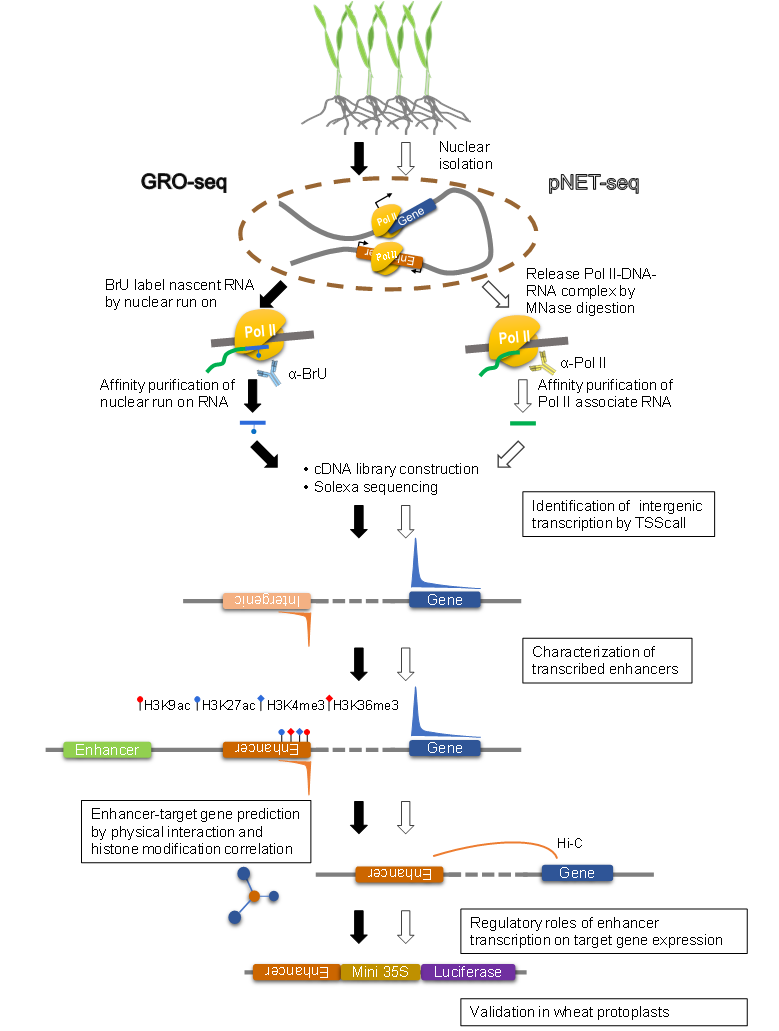我校分子遗传与进化创新研究中心团队最新研究成果发表于《GenomeBiology》期刊
