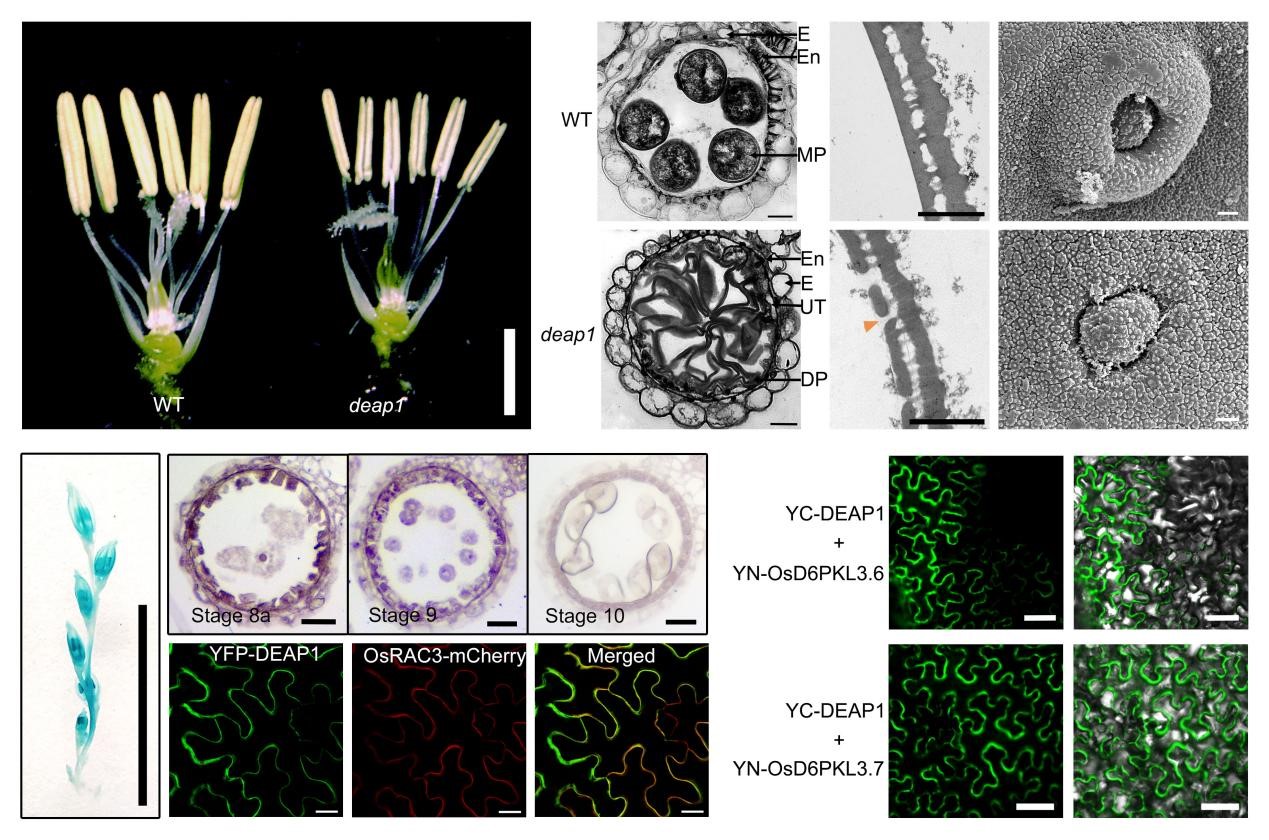 水稻所李双成和李平课题组在水稻花粉发育方面取得新进展