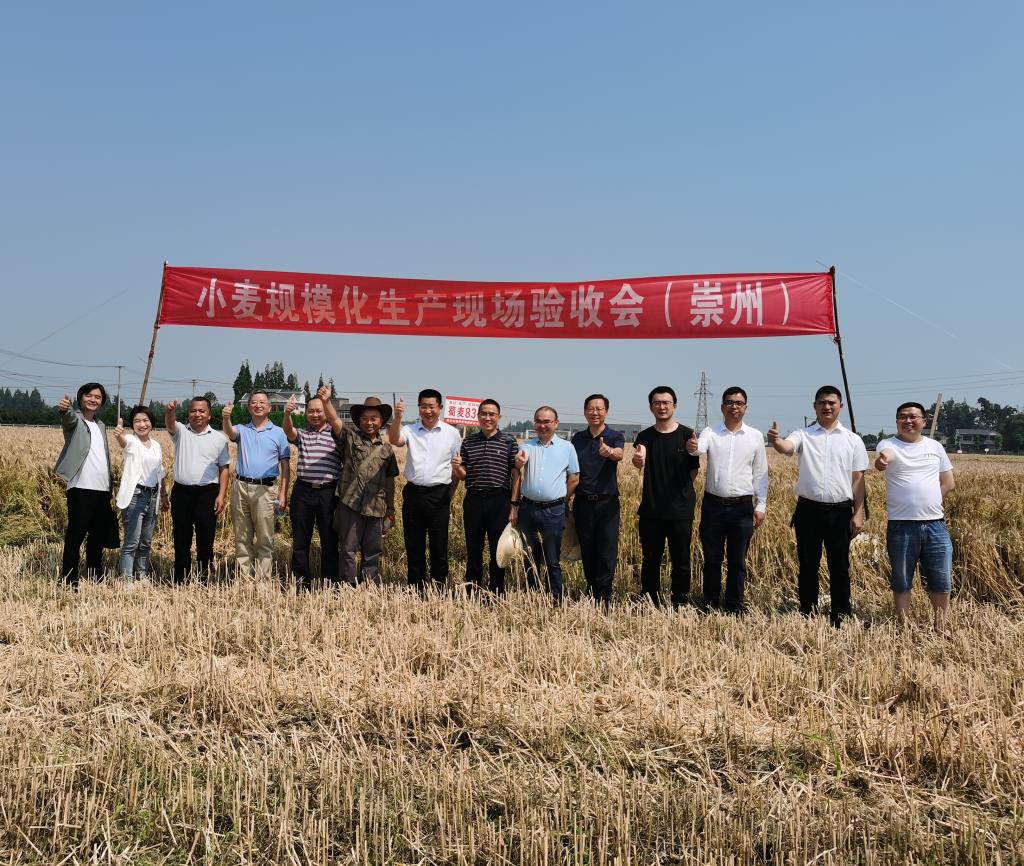 蜀麦830成温邛示范带规模化生产示范现场验收会举行