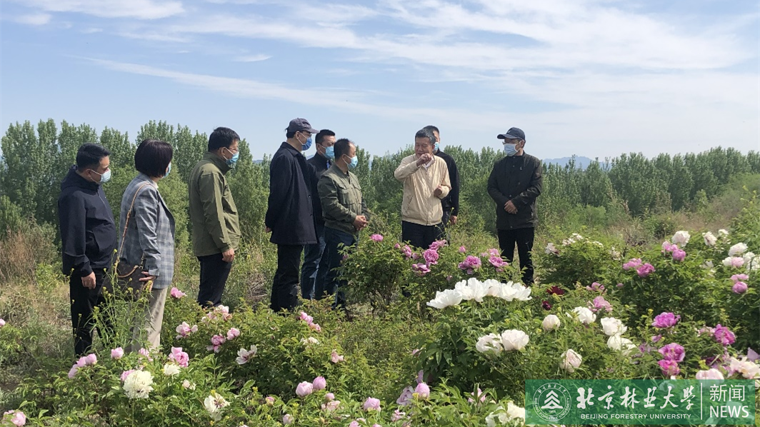 北京市园林绿化局局长邓乃平一行调研我校牡丹研发基地