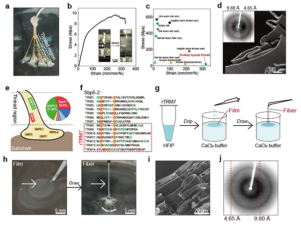 中国海洋大学与中科院深圳先进技术研究院团队联合在高性能蛋白基海洋仿生材料领域