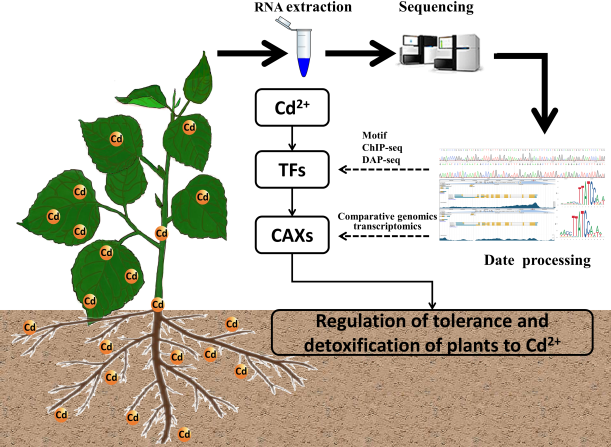 林学院在杨树重金属污染的植物修复研究中取得新进展