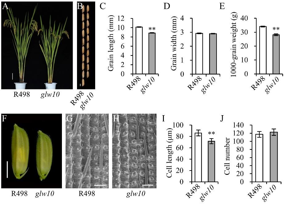 水稻所科研团队揭示正调控水稻籽粒大小的一种机制