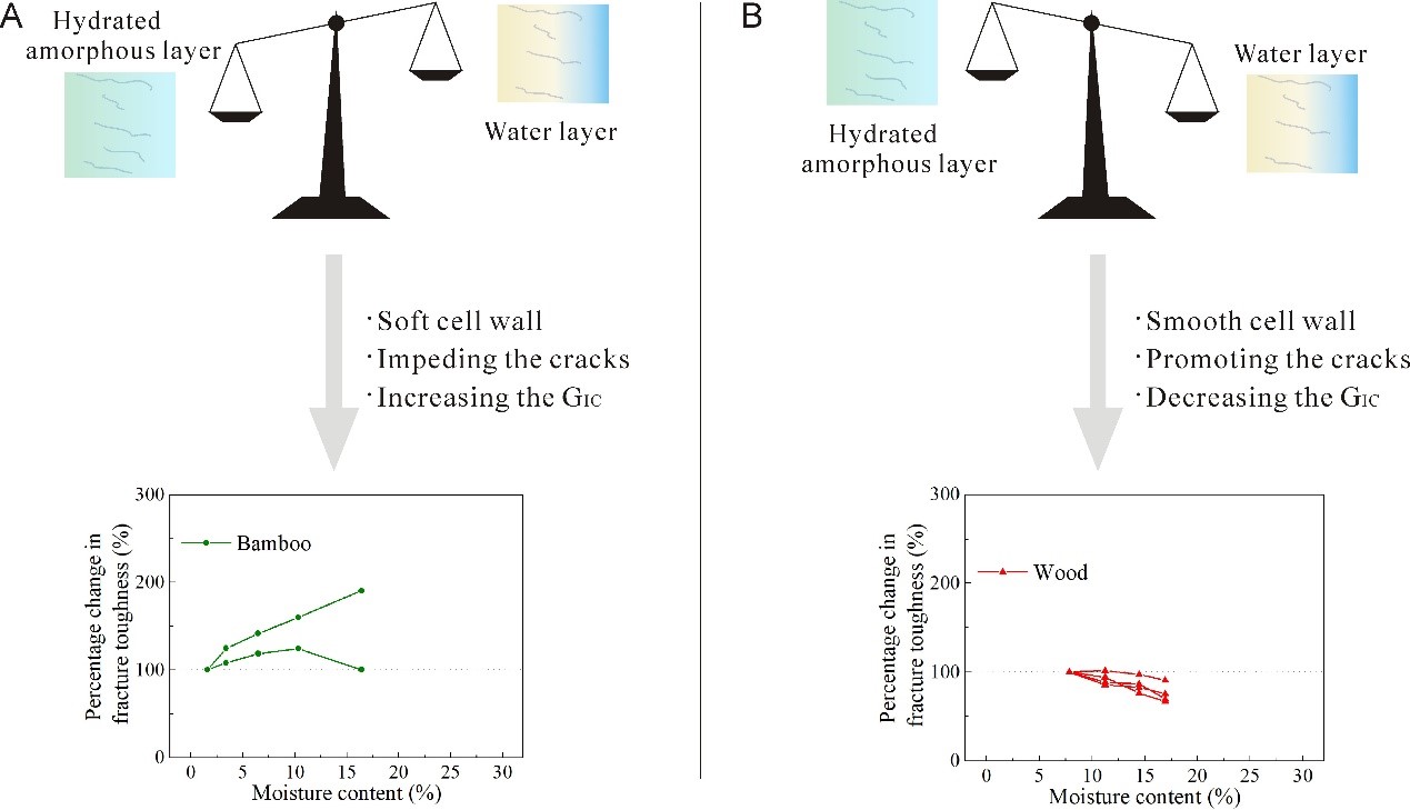 林学院在竹材断裂韧性研究中取得新进展