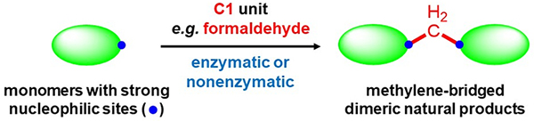 中国海洋大学发表亚甲基桥联二聚体天然产物研究最新综述