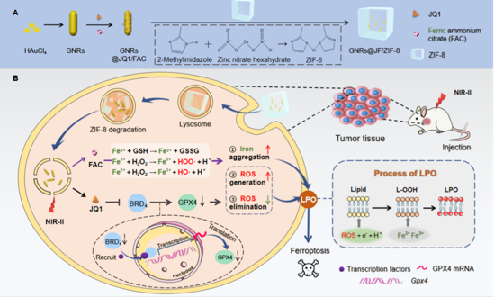 药学院李楠副教授团队研发能治肿瘤的小小纳米火柴盒