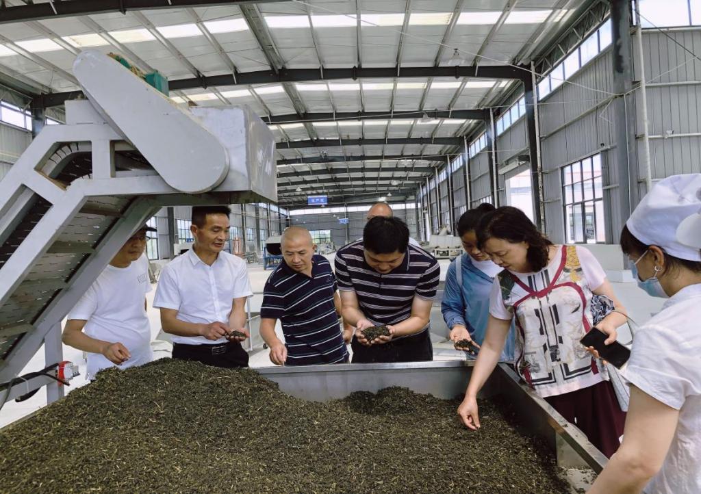 我校茶学专家赴巴中开展茶树新品种选育和夏秋茶机采机制技术服务