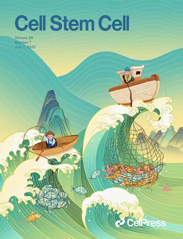 高绍荣团队合作揭示人类早期胚胎发育过程中又一重要机制，成果以封面文章发表于CellStemCell