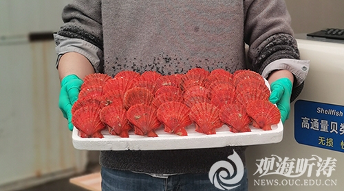 中国海洋大学培育的多个水产新品种获农业农村部公告推广