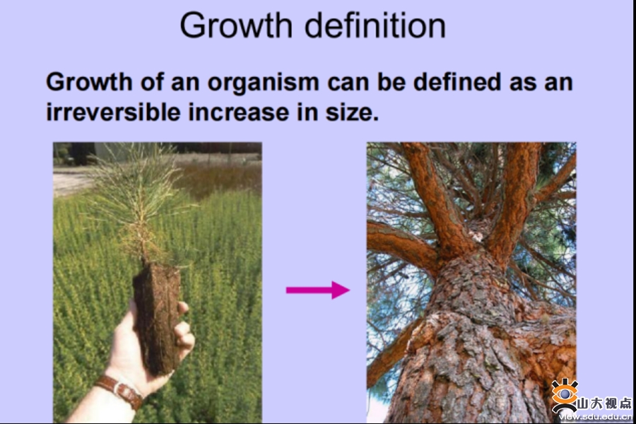 ［暑期课程］走进树木的世界——《TreePhysiology（树木生理学）》