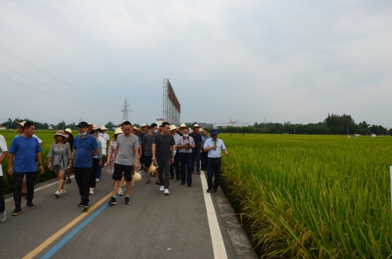 全省粮油重大技术协同推广专家现场观摩我校大邑水稻示范基地