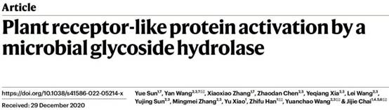 《自然》：南农大作物免疫团队与合作者揭示植物受体抗病的“双重免疫”功能