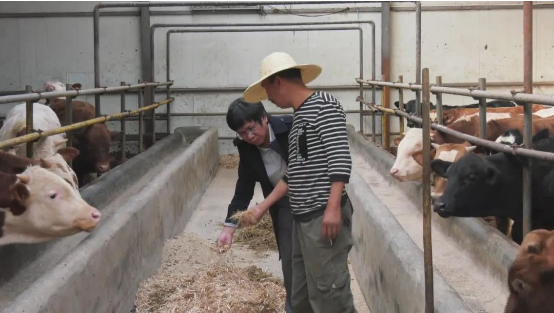 厦大制剂助力帮扶地肉牛养殖产业