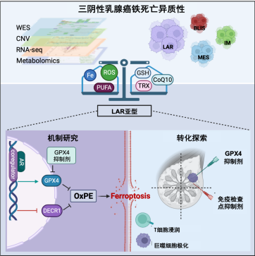 “铁”杵磨成针，三阴性乳腺癌“复旦分型”再添抗癌新武器