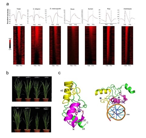 生命科学学院董爱武课题组揭示植物组蛋白H3第36位赖氨酸甲基化修饰建立的分子机制