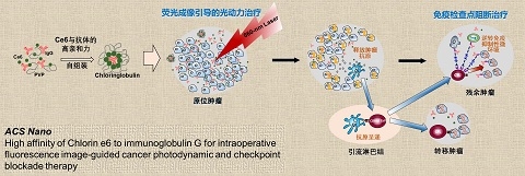 药学院陆伟课题组在癌症光动力联合免疫检查点阻断诊疗一体化制剂研究领域取得重要进展