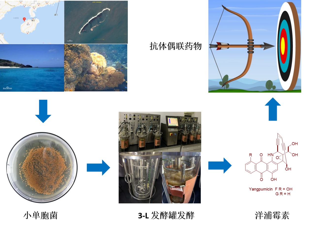 中南大学段燕文团队在智能生物导弹抗体偶联药物研发上取得新突破