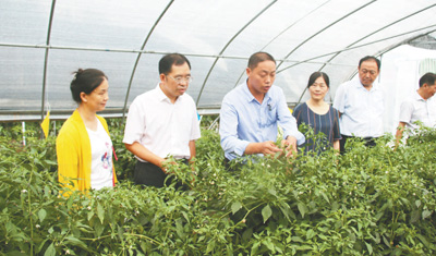 院士“科技菜”种进大别山