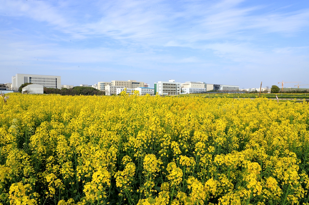 “云赏狮山春”走进油菜花海