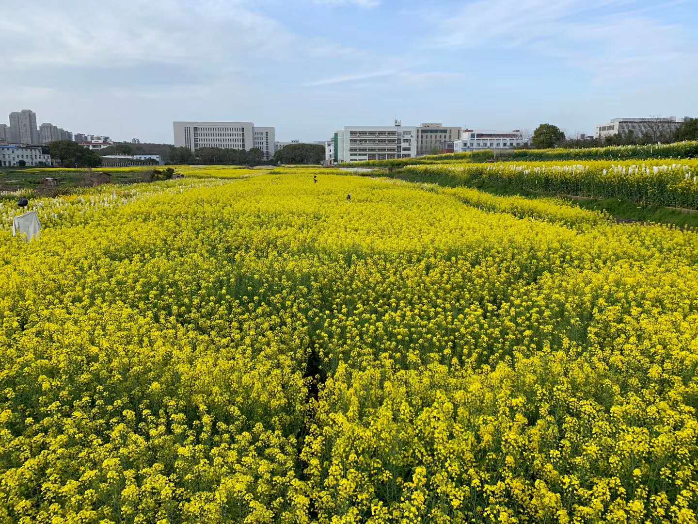 “云赏狮山春”走进油菜花海